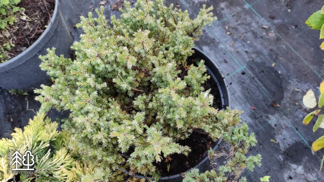 Juniperus communis   'Anna Maria'